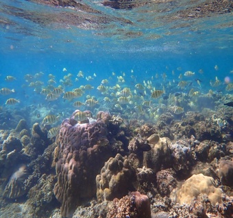 괌 패밀리비치 프리다이빙 완벽 가이드: 초보자도 안전하게 즐기는 방법