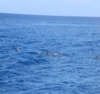괌 피쉬아이 돌핀크루즈 스노클링 투어 완벽 가이드
