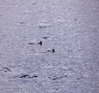 괌 돌핀크루즈 완벽 가이드: 3박4일 여행 필수 체험 코스