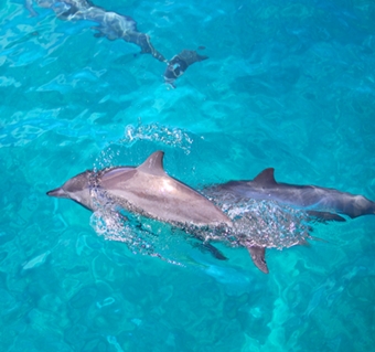 둔켈님의 괌 돌핀크루즈 리얼후기 