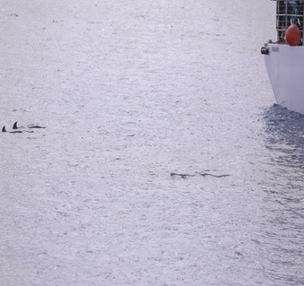 괌 자유여행 준비물 완벽 가이드: 돌핀크루즈부터 필수 아이템까지