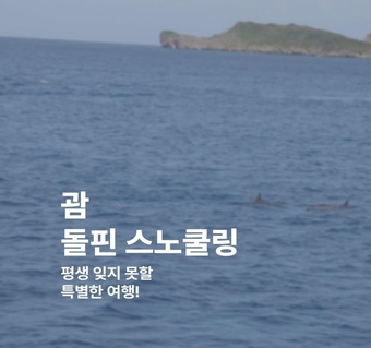 괌 돌핀 스노쿨링 완벽 가이드: 야생 돌고래와 함께하는 5시간 해양 투어